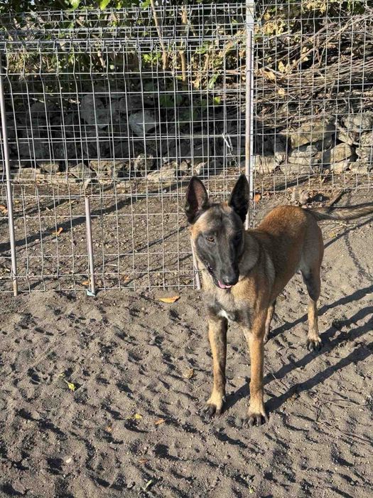 Белгийска овчарка