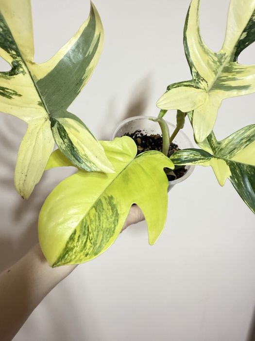 Филодендрон Маска вариегатная