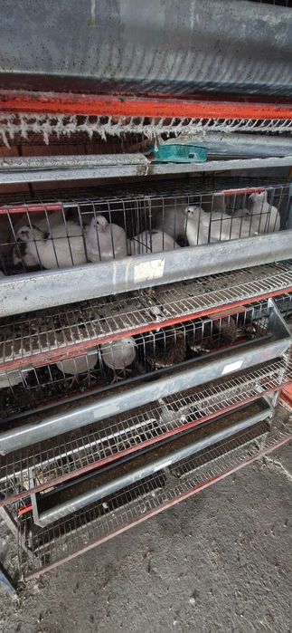 Prepelite ouătoare și ouă