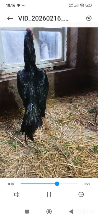 Дакан Хуроз сотилади