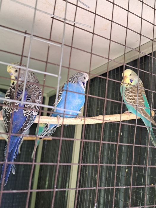 Выставочные попугаи!