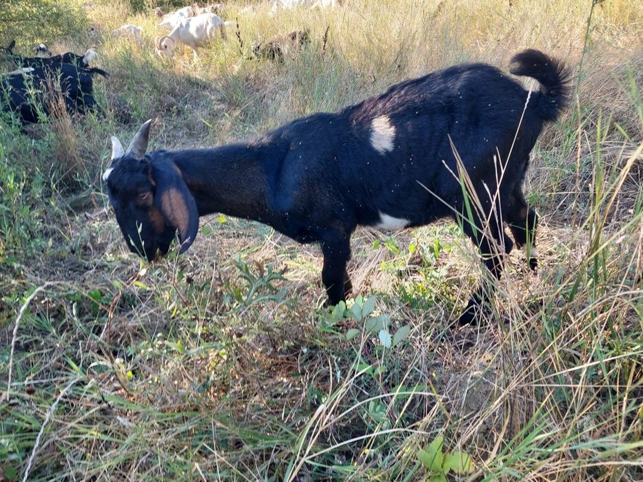 Pereche de vânzare