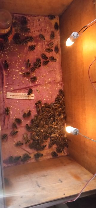 Бедана японманжур ва белый гигант бир кунлик жожалар