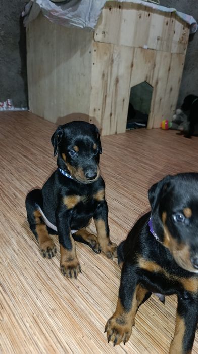 Щенки добермана Шымкент