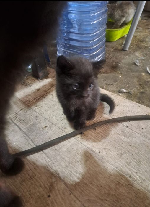 Отдам котят бесплатно