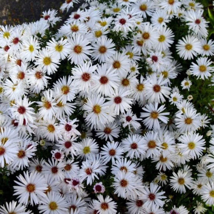 Белая черемуха сентябрина цветы