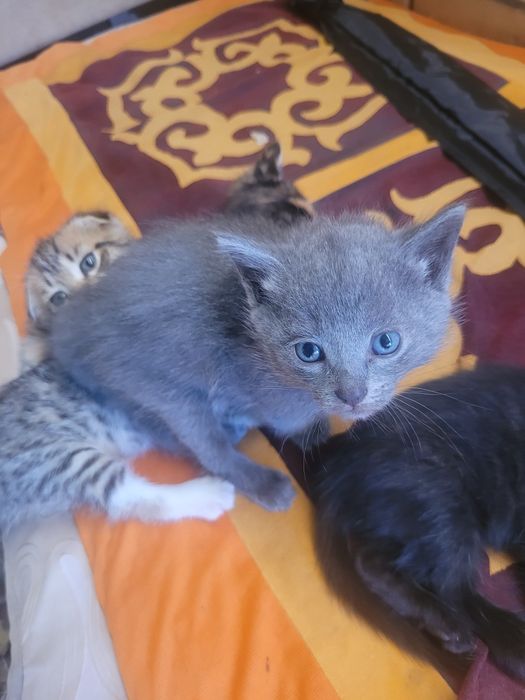 Отдам котят в добрые руки