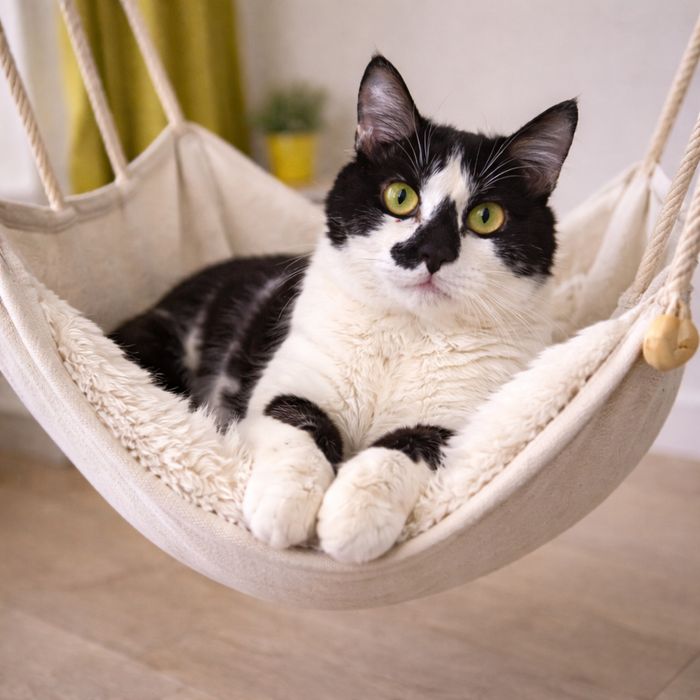 Кот МАРС ищет семью