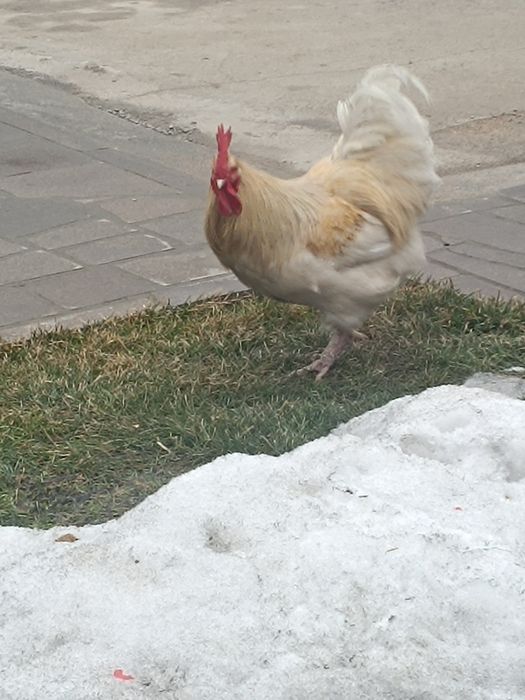 Продам петуха прошлогодний. Молодой и шустрый. И крупны