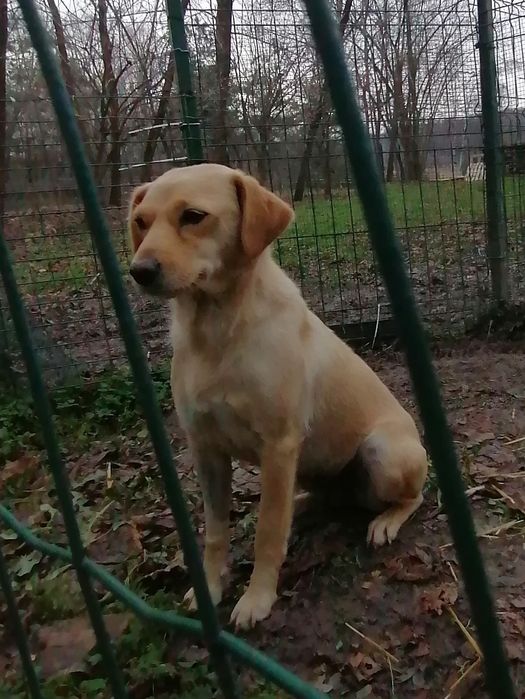 Donez cățelușă sterilizată foarte simpatică