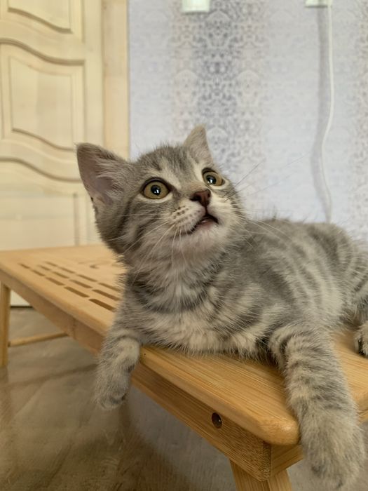 Маленькая булочка ищет дом