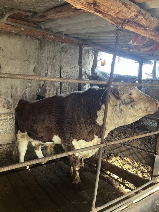 Simental Buqa sotiladi 700 kg