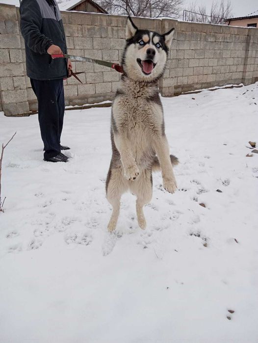 Хаски ұрғашы(девочка) 9 айлық