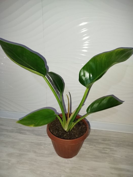 Feladendron imperator