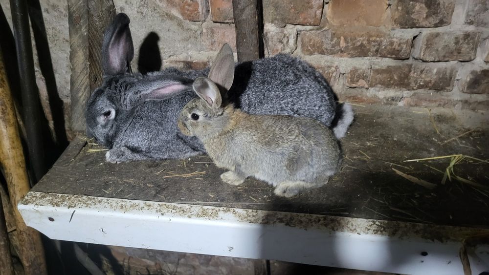 Продам кроликов.