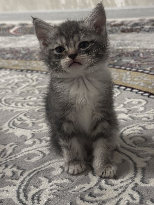 5 Котята шиншилла
