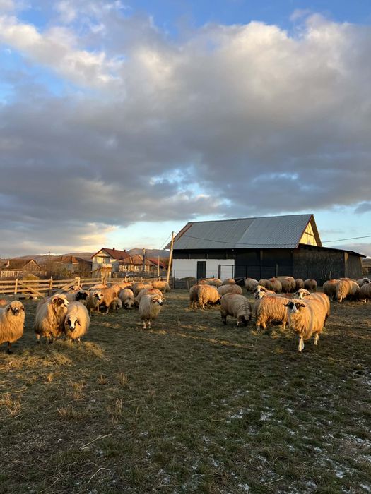 Vănd oi breze originale de tinut