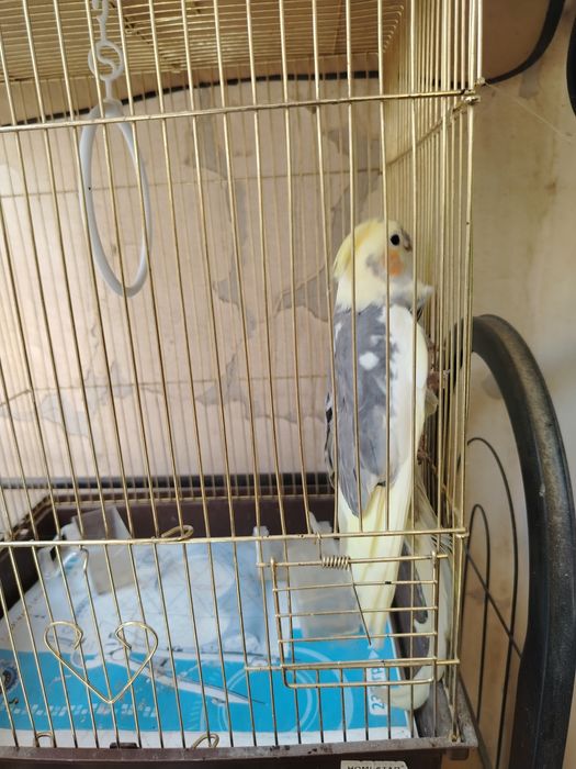 Karella qushimiz sotiladi o'g'il bola