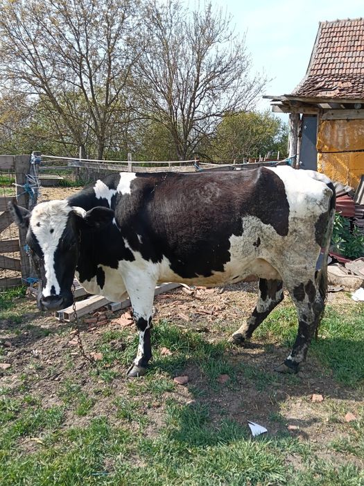 Vand 2 vaci cu lapte