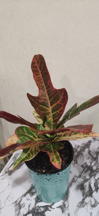 Кротон комнатный