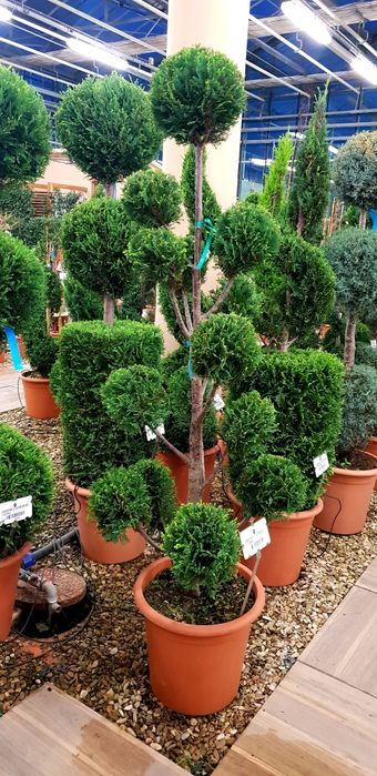 Vindem diferite specii de plante ornamentale