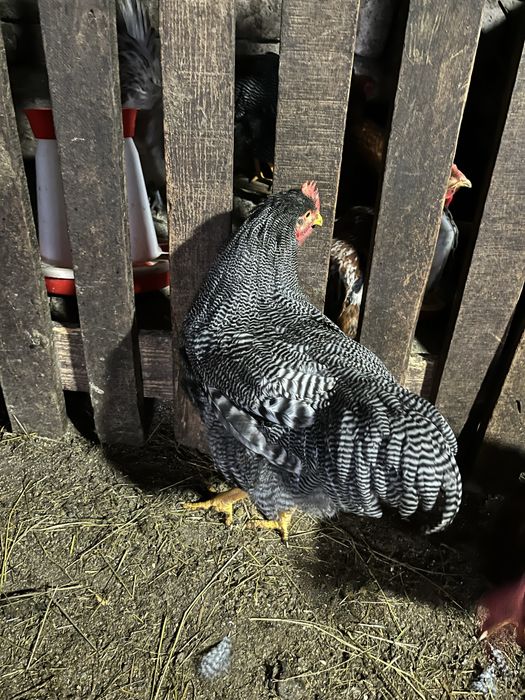 austrlop alb si playmont barat