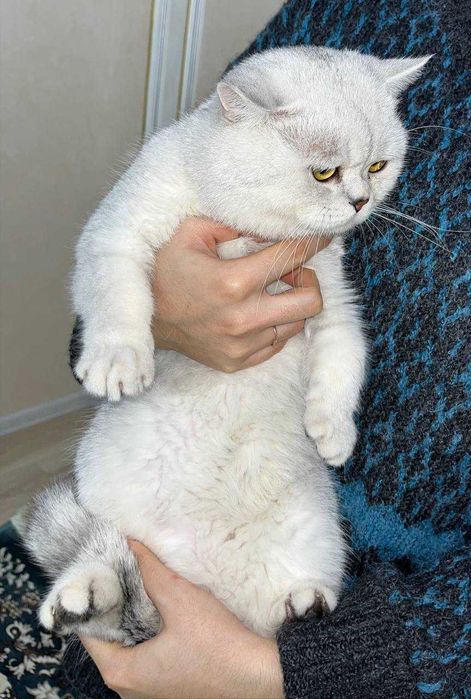 Вязка. Серебристый шиншилла. Британский