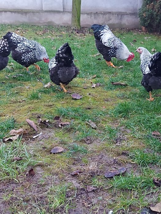 Oua Wyandotte Argintiu