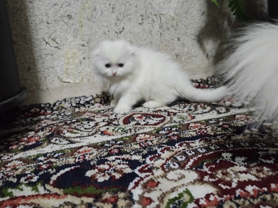 Zotdor mushuk bolalari 2oylik. Soğlom. Ipak tolali, Harakatchan,quvnoq