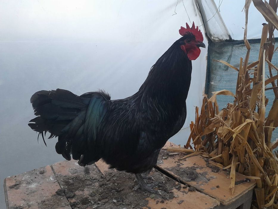 Pui leghorn si australorp, oua de incubat