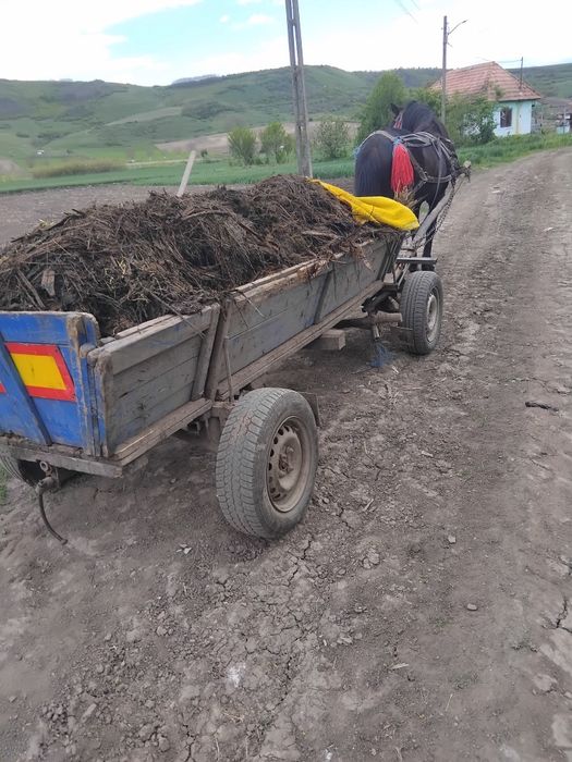 Cal de vânzare sânmărtinul de câmpie