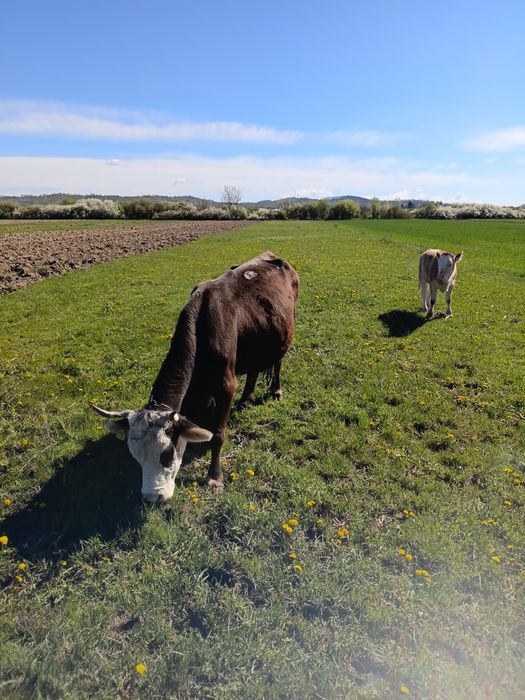 De vinzare mai multe detali la nr 0784989415