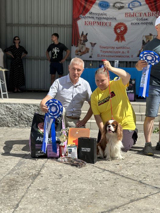 Кавалер кинг чарльз спаниель