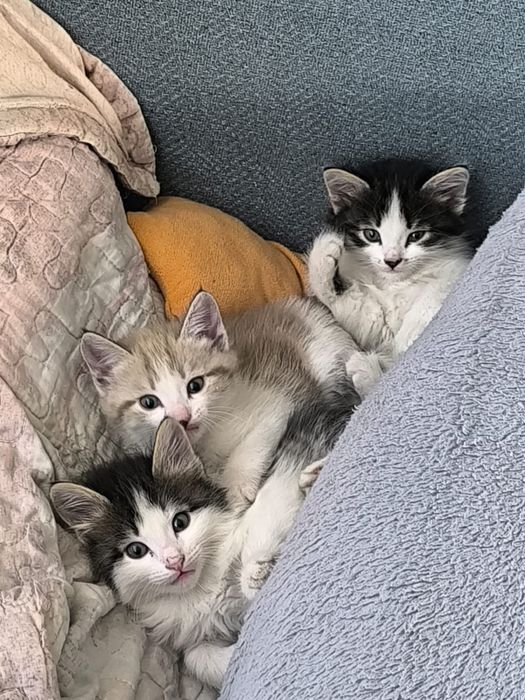 Отдам котят в хорошие руки