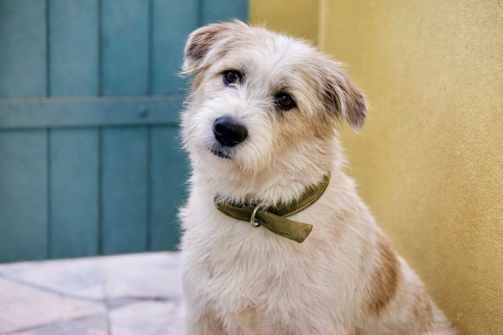 Собака Майя — идеальна для дома