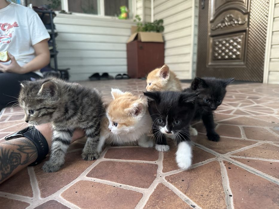 Отдам котят в добрые руки