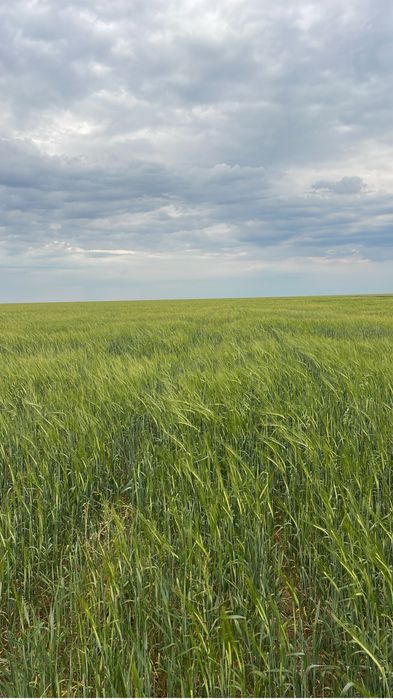 Продам земли сельхоз нахначения площадь 3900 геатар