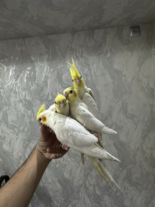 ручной карела сотилади