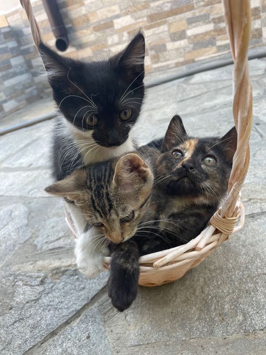 Подаряват се котенца