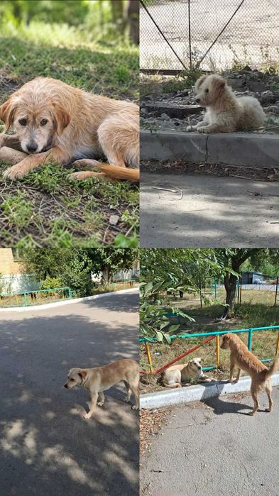 Собакам нужен дом! Срочно!
