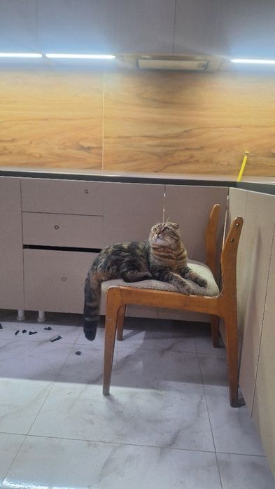 Продается кот вислоухий