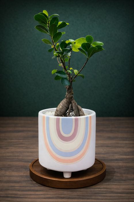 Комнатные цветы .