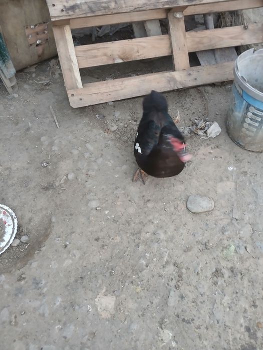 Vand rate lesesti  crescuți natural 100 %