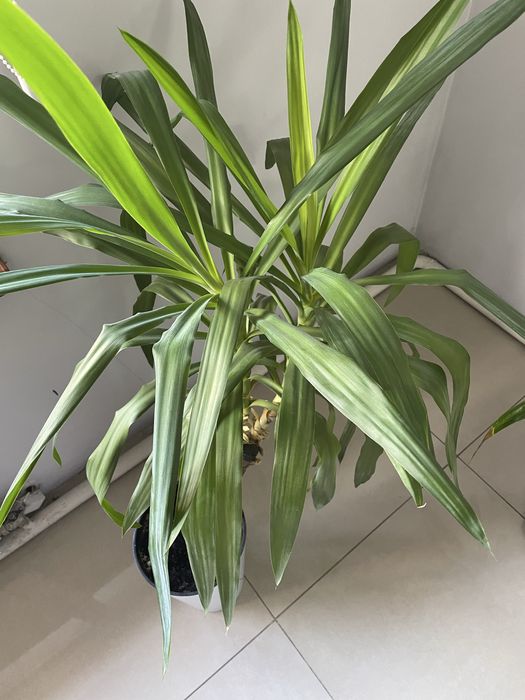 Продам комнатные цветы