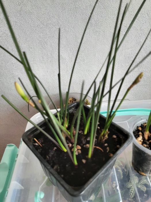 Комнатные цветочки