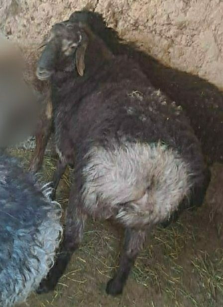 Баран пройзводитель- қошқар