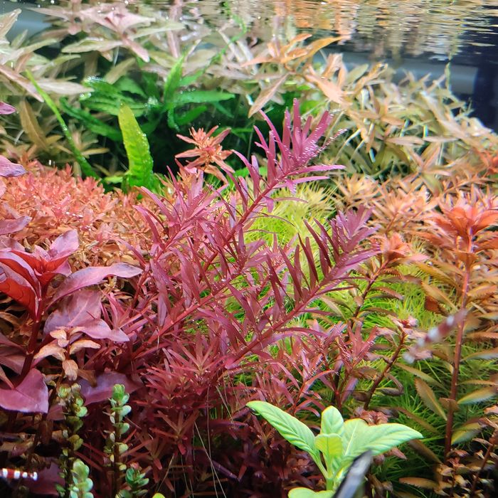 Pachet plante acvariu specii la alegere