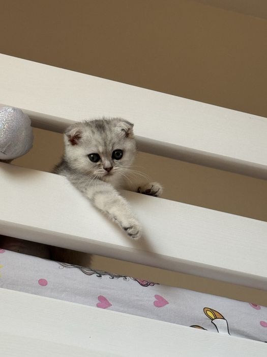 Продам котенка породистого