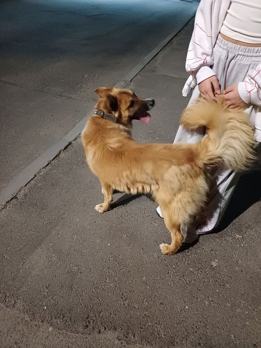 Ищем новых хозяев