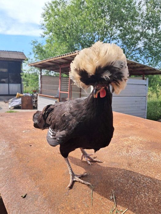 motata olandeza negru